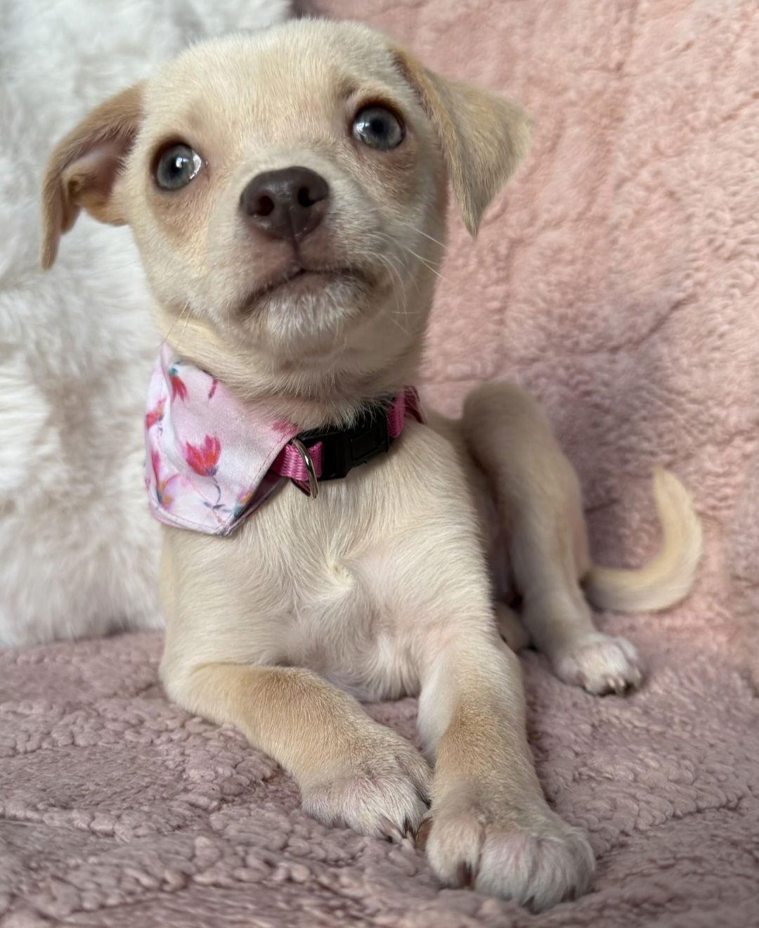 Nutmeg, a Adoptable Chihuahua in Oxford, MI image 1/3