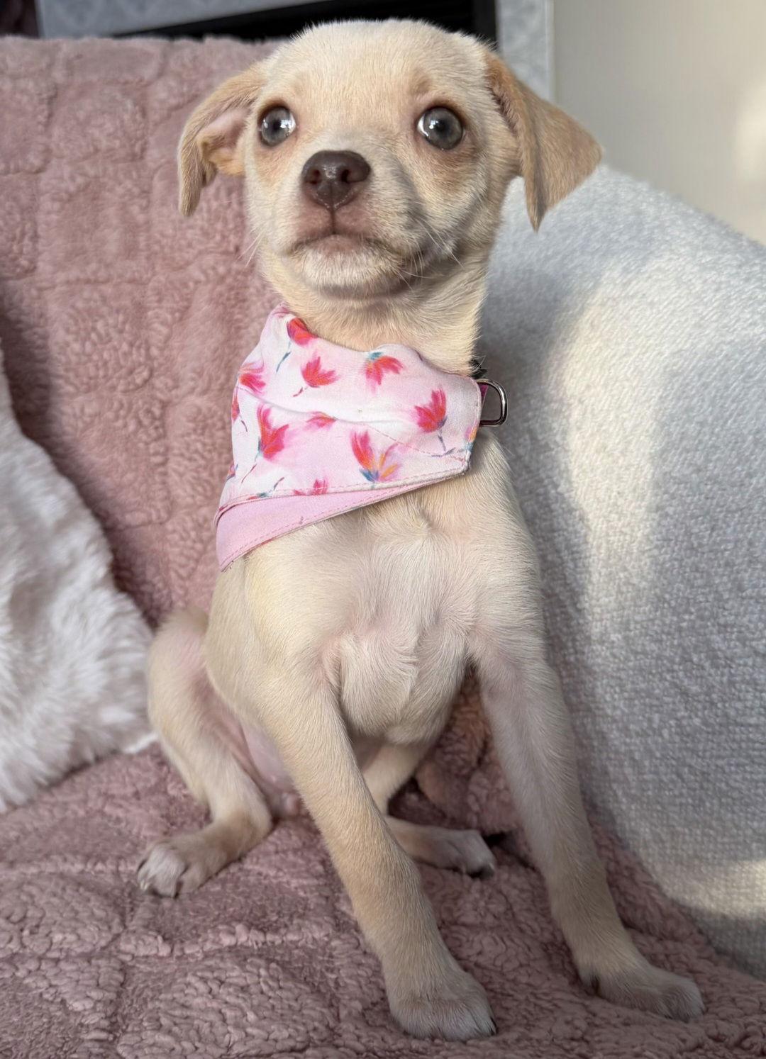 Nutmeg, a Adoptable Chihuahua in Oxford, MI image 2/3