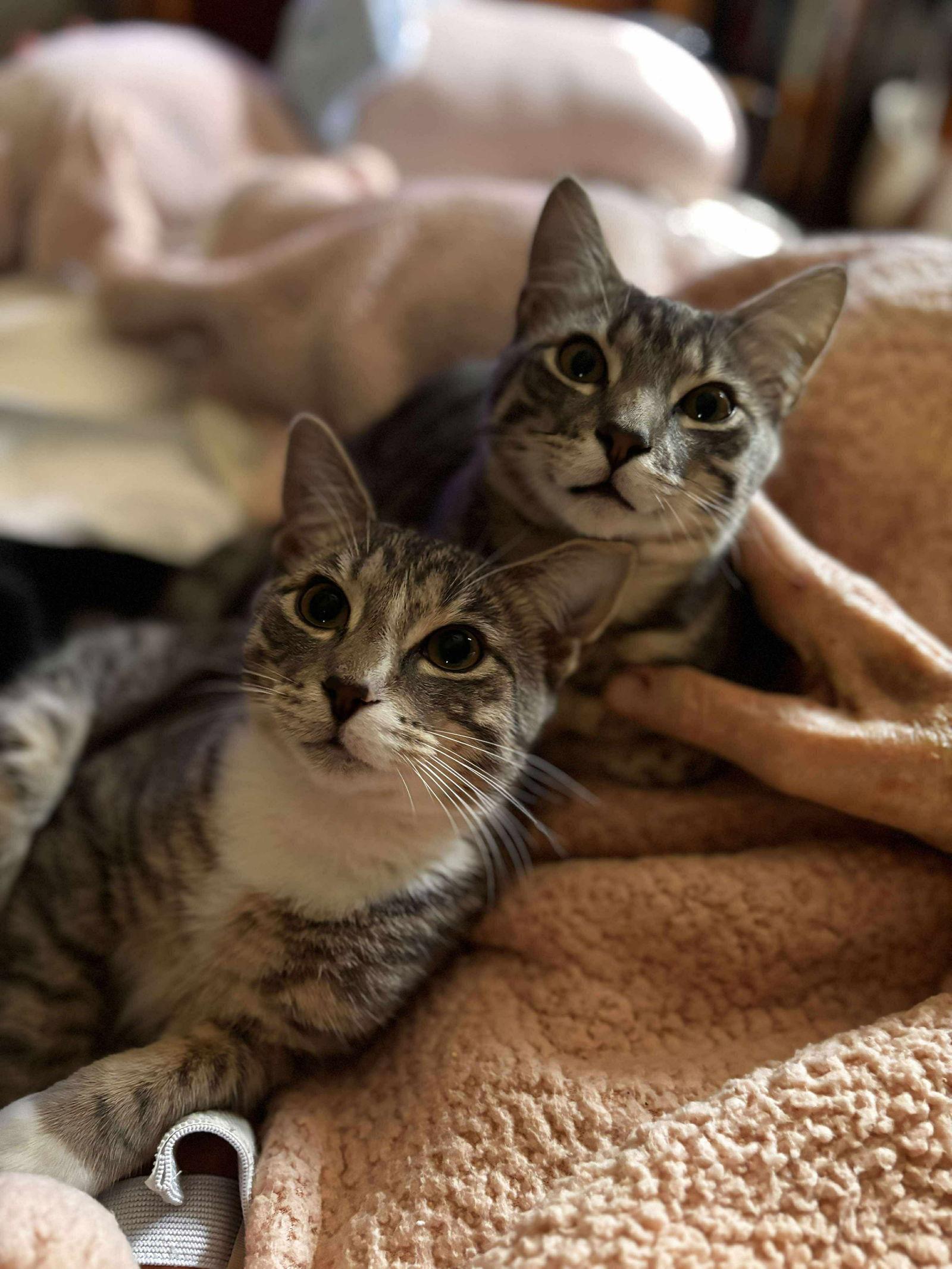 Enlarge *Franklin McCloud, a Adoptable Domestic Short Hair in Forest, VA image 1/3