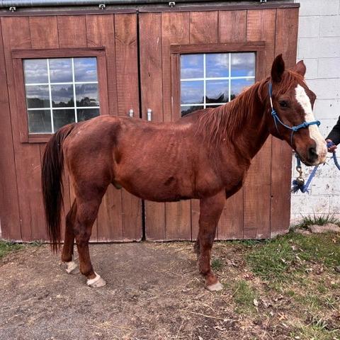 Jasper, a Adoptable Quarterhorse in Quakertown, PA image 1/3