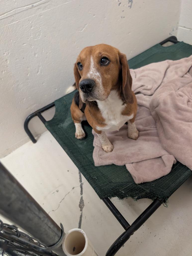 Flapjack, Adopted, Young Male Beagle.
