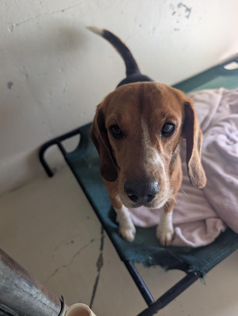 Enlarge Flapjack, a Adopted Beagle in Fort Myers, FL image 2/2