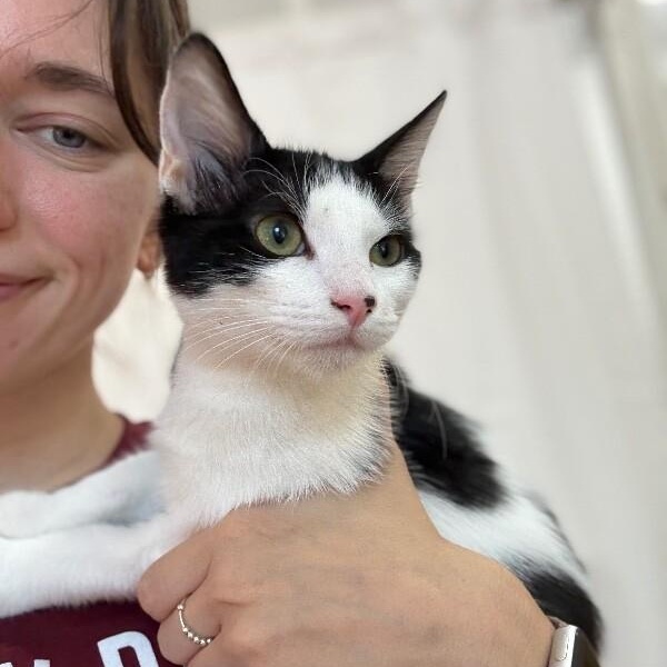 Spotty Arcangel — thumbnail 4