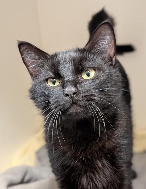 Enlarge Trudy, a ADOPTABLE Domestic Short Hair in Coquitlam, BC image 1/1