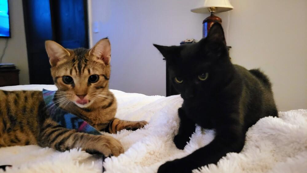 Enlarge Okra, a Adopted mixed breed in catonsville , MD image 1/2