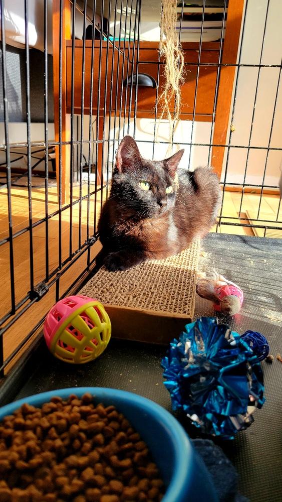 Enlarge Okra, a Adopted mixed breed in catonsville , MD image 2/2