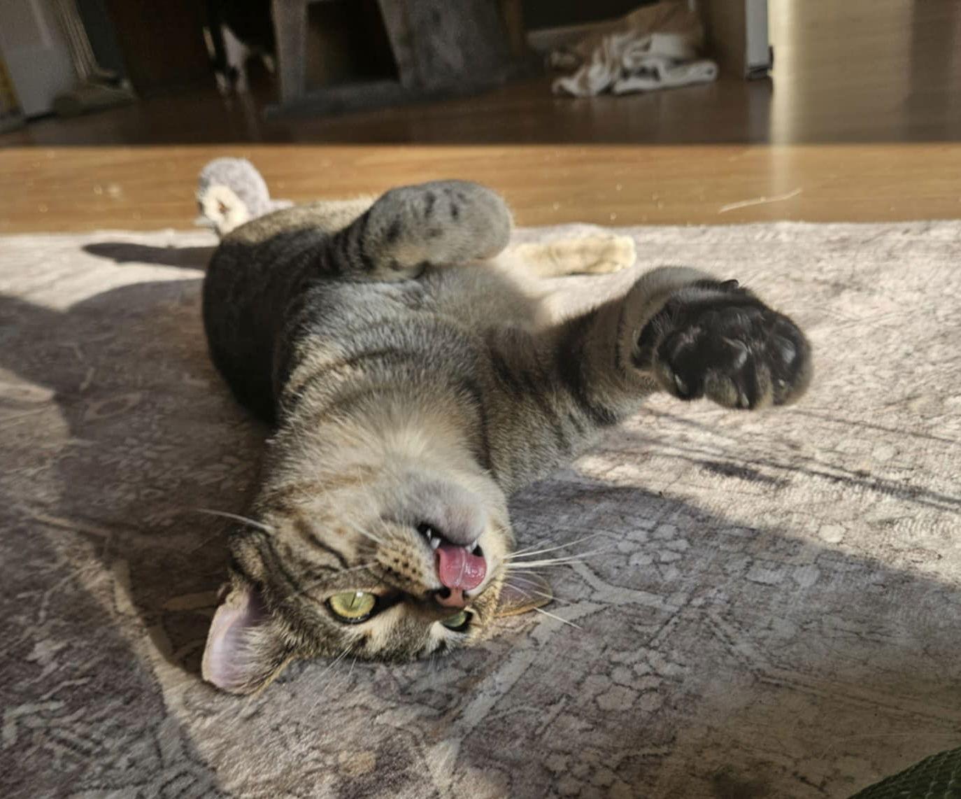 Alfa, Adoptable, Young Male Domestic Short Hair.