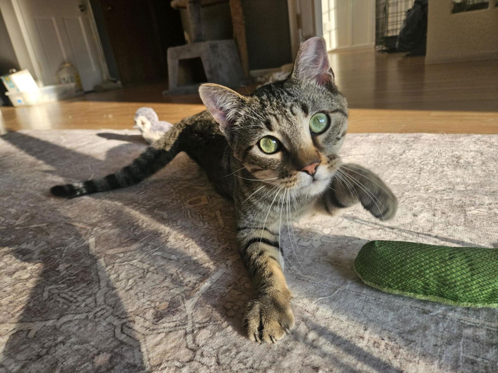 Enlarge Alfa, a Adoptable Domestic Short Hair in Crystal, MN image 3/3