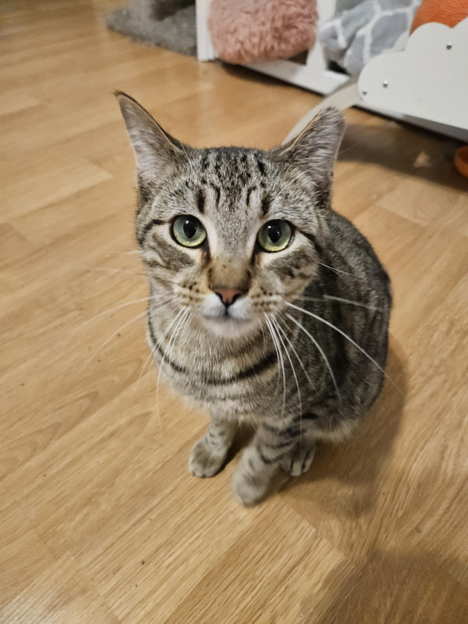 Alfa, a Adoptable Domestic Short Hair in Crystal, MN image 3/3