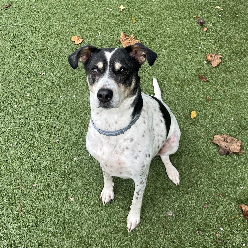 Enlarge Sadie, a Adoptable mixed breed in Salisbury, NC image 2/6