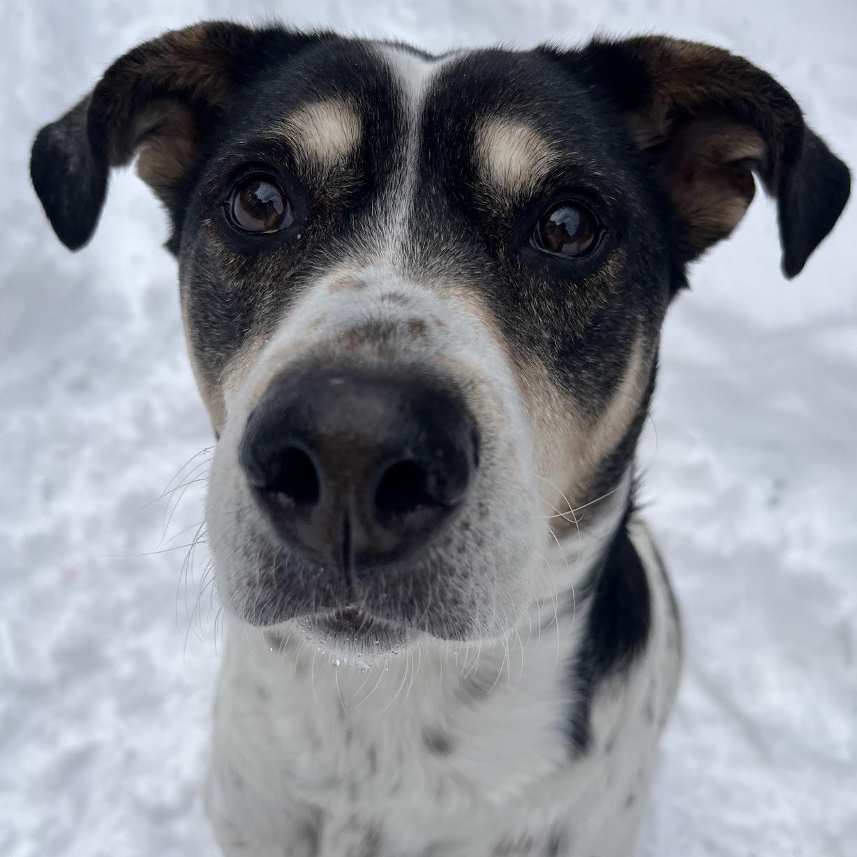 Sadie, Adoptable, Senior Female Catahoula Leopard Dog & Dalmatian.