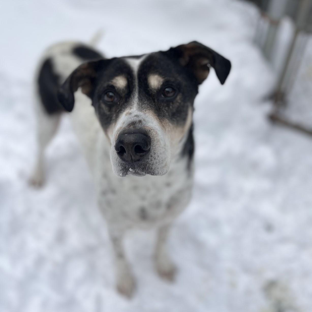 Enlarge Sadie, a Adoptable mixed breed in Salisbury, NC image 6/6