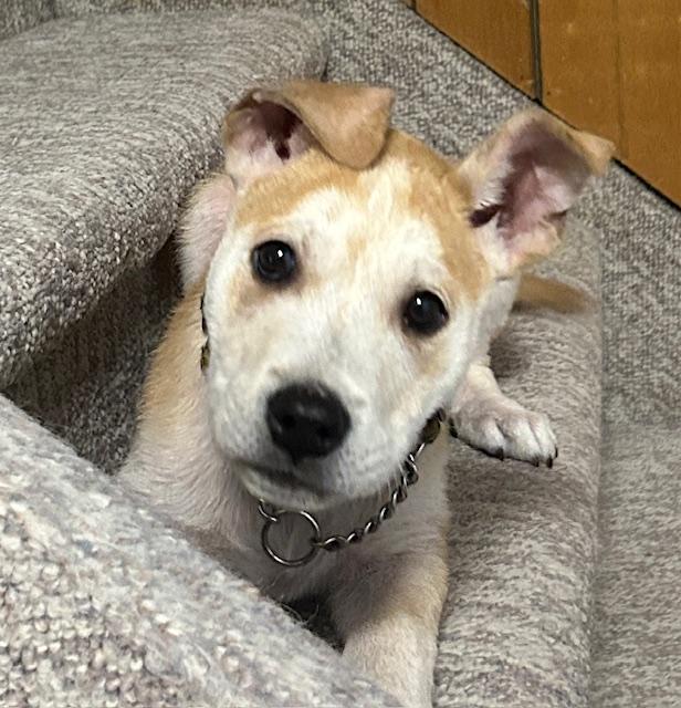 Butter, ADOPTABLE, Puppy Male Mixed Breed.