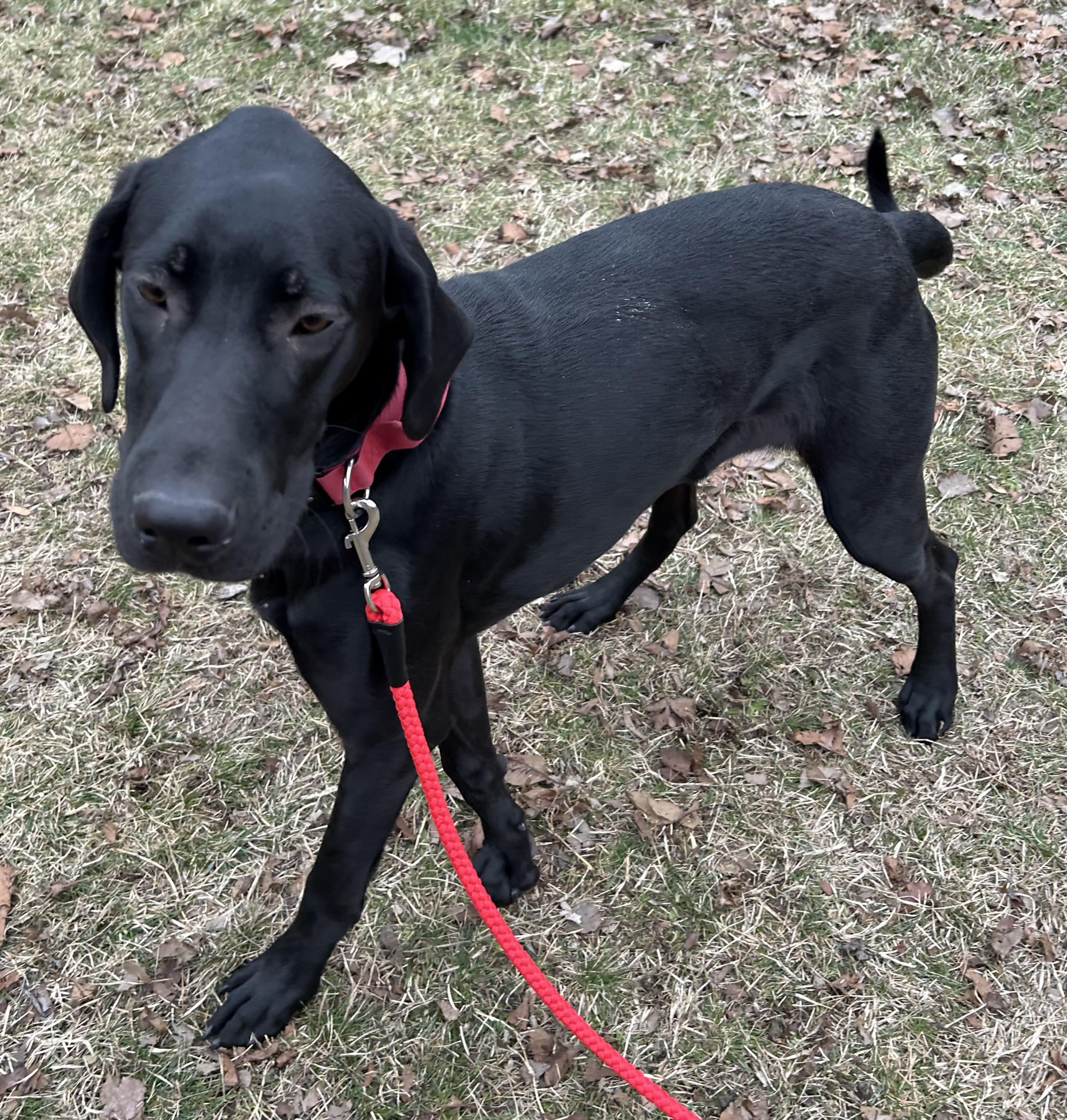 Enlarge Willow, a ADOPTABLE Great Dane in Lexington, KY image 1/3