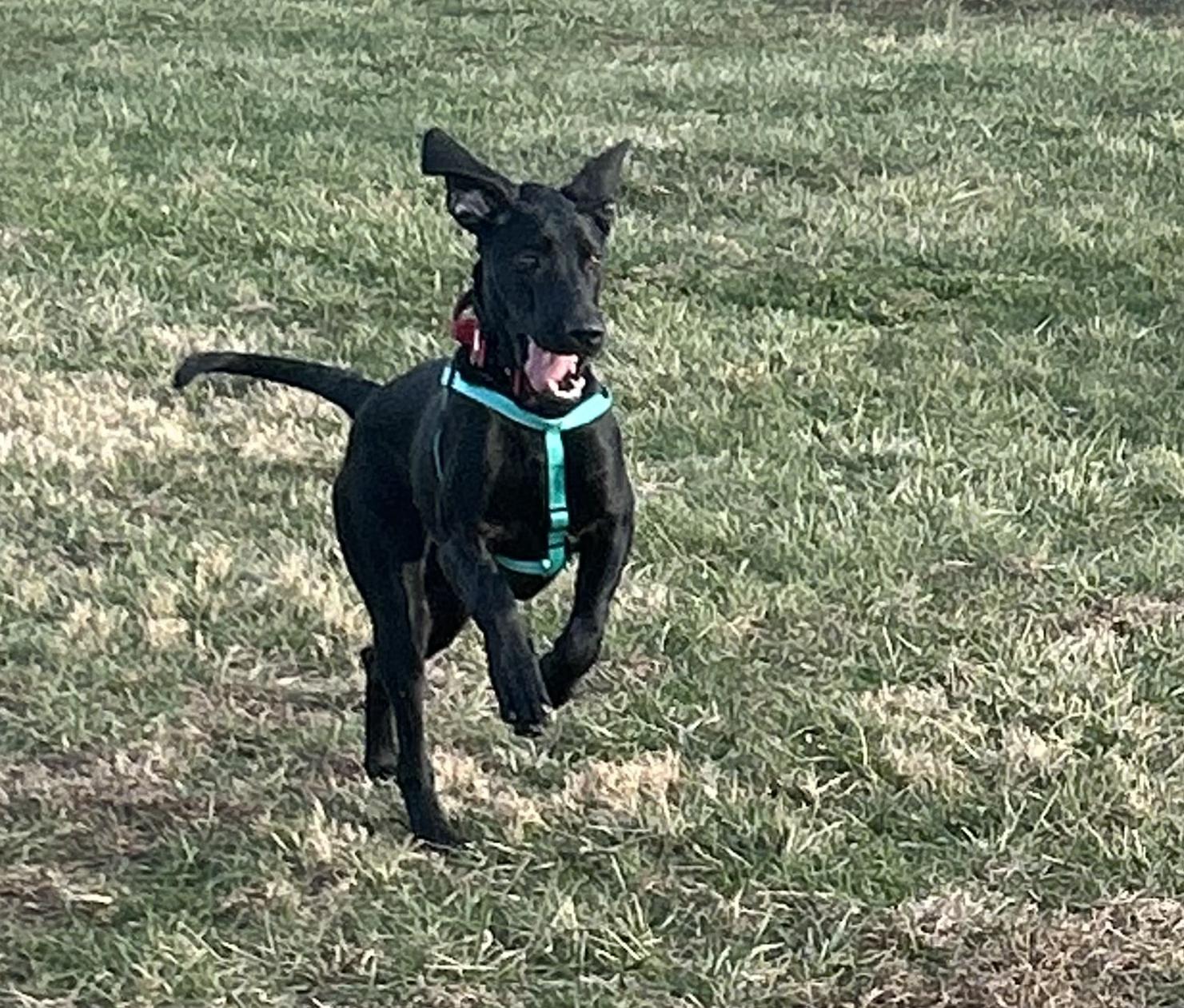 Enlarge Willow, a ADOPTABLE Great Dane in Lexington, KY image 3/3