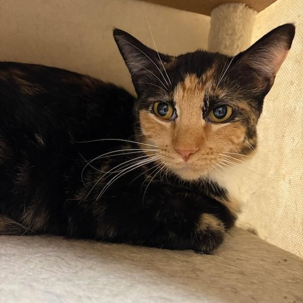 Enlarge Heidi, a ADOPTABLE Domestic Short Hair in Quincy, IL image 1/1