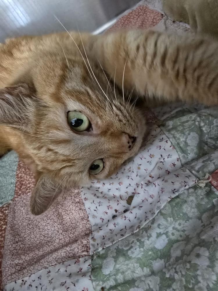 BRETT, Adoptable, Adult Female Domestic Short Hair.