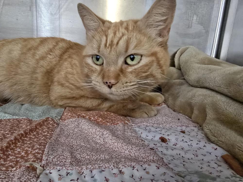 Enlarge BRETT, a Adoptable mixed breed in Southbury, CT image 2/3