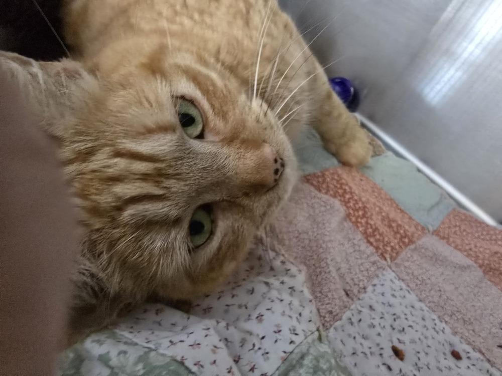 Enlarge BRETT, a Adoptable mixed breed in Southbury, CT image 3/3