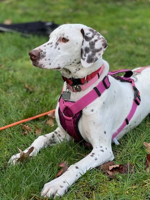 Enlarge Charity , a Adopted mixed breed in Lake Stevens, WA image 1/6