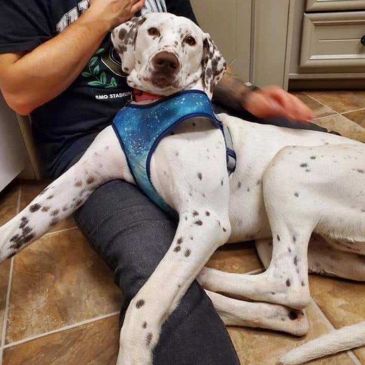 Enlarge Charity , a Adopted mixed breed in Lake Stevens, WA image 2/6