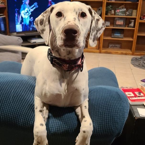 Enlarge Charity , a Adopted mixed breed in Lake Stevens, WA image 4/6