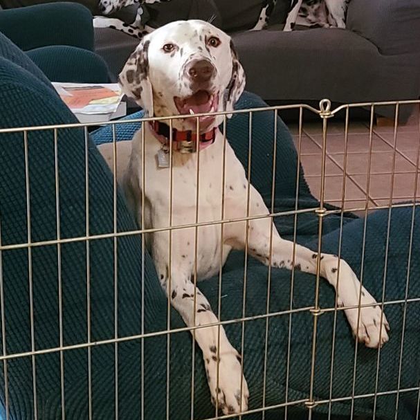 Enlarge Charity , a Adopted mixed breed in Lake Stevens, WA image 5/6