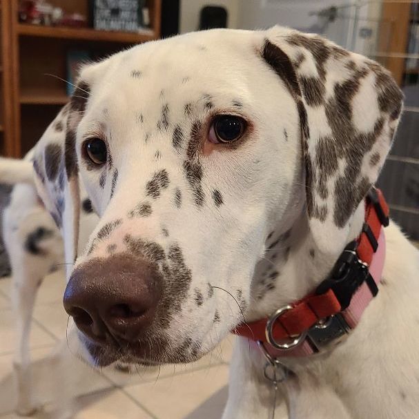 Charity , Adopted, Young Female Dalmatian & Pointer.
