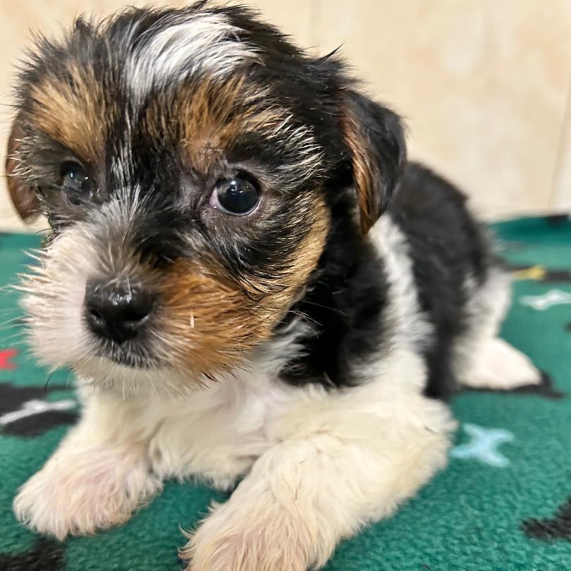 Enlarge Holly, a Adoptable Yorkshire Terrier in Bartonsville, PA image 4/5