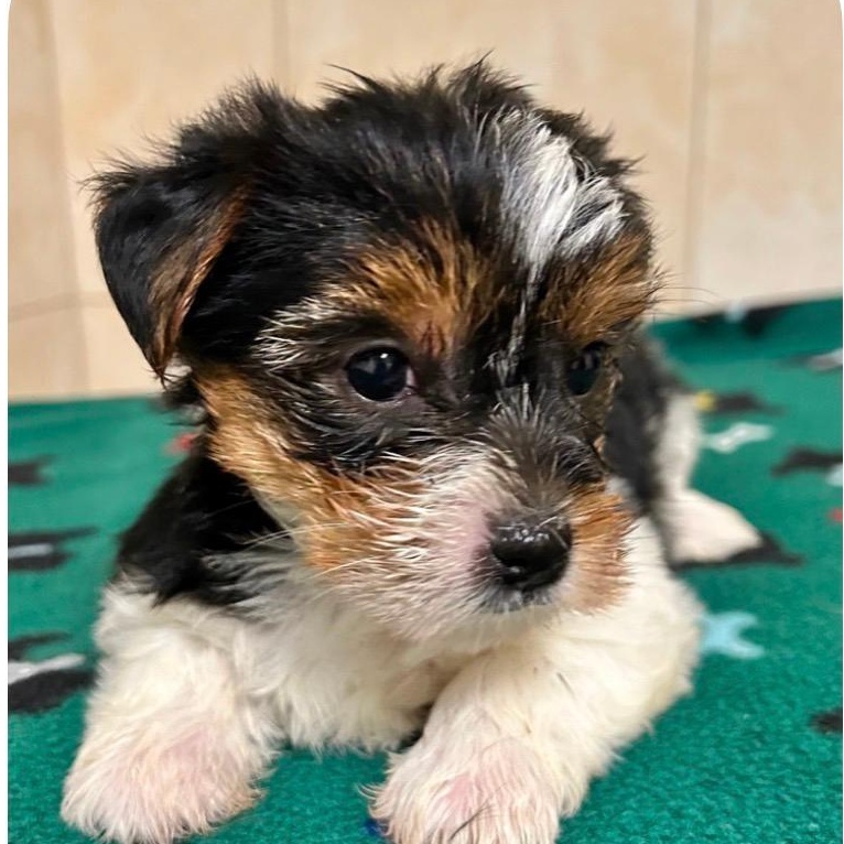 Enlarge Holly, a Adoptable Yorkshire Terrier in Bartonsville, PA image 2/5