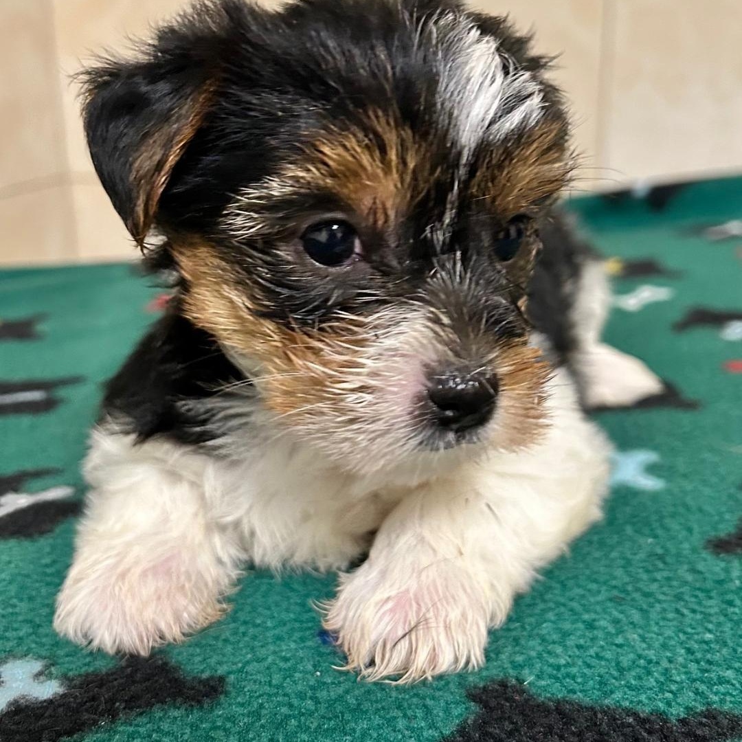 Enlarge Holly, a Adoptable Yorkshire Terrier in Bartonsville, PA image 3/5
