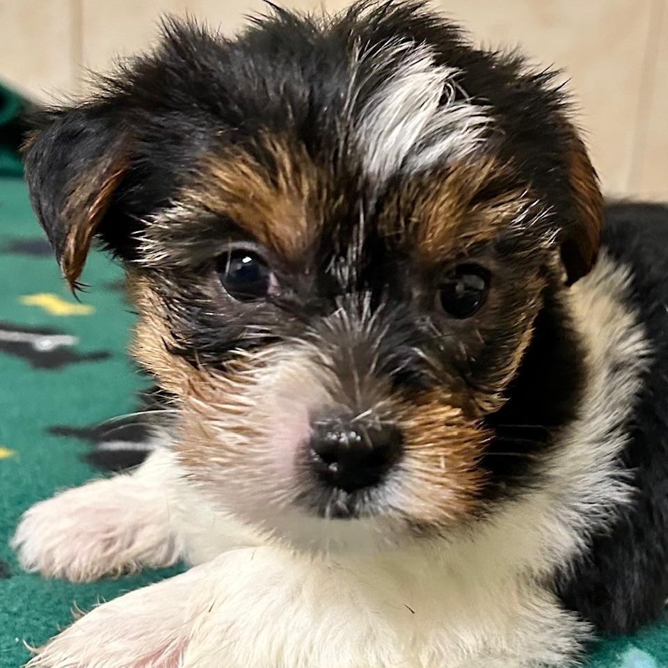 Enlarge Holly, a Adoptable Yorkshire Terrier in Bartonsville, PA image 5/5