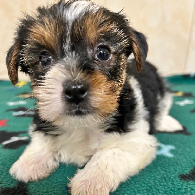 Enlarge Holly, a Adoptable Yorkshire Terrier in Bartonsville, PA image 1/5