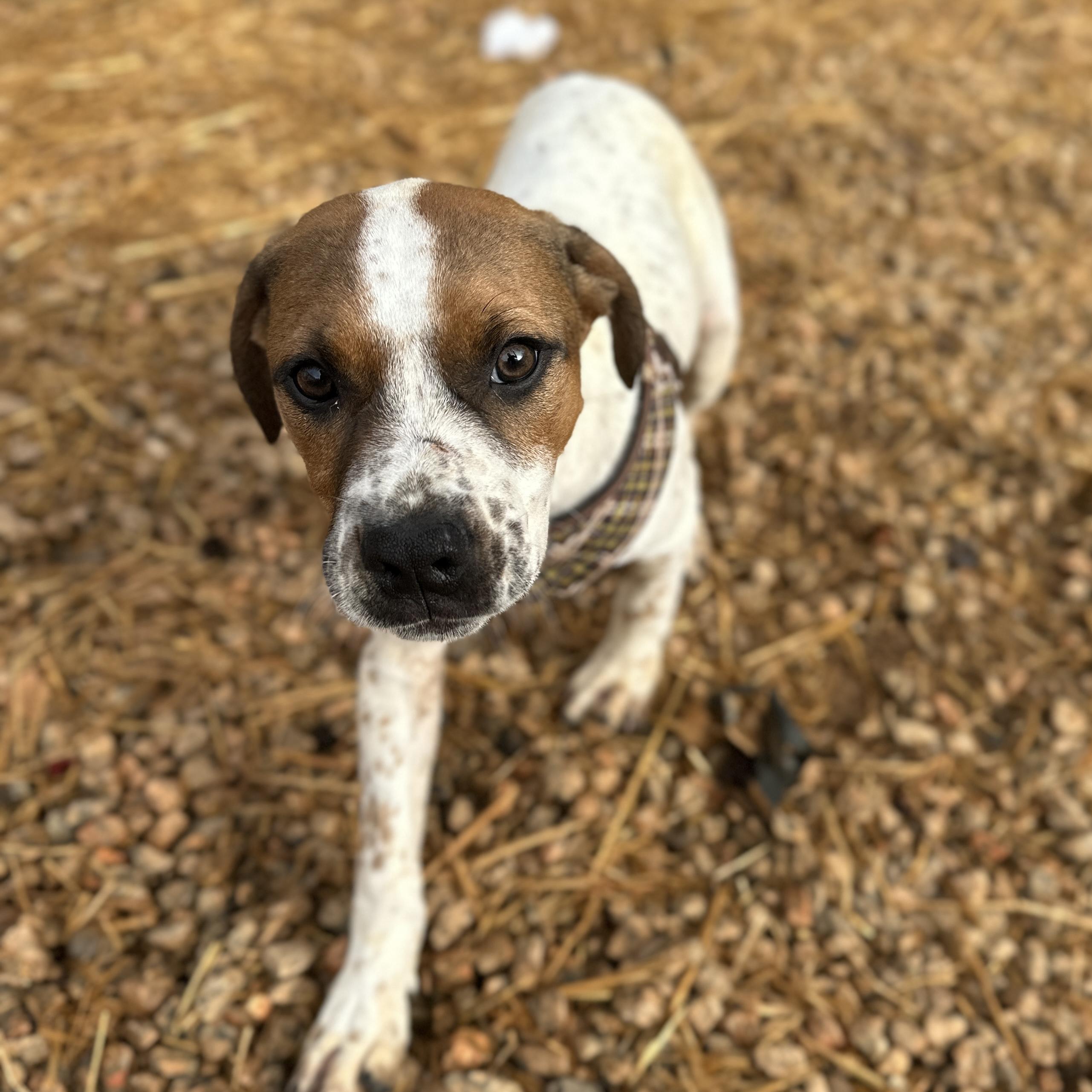 Espresso — thumbnail 4