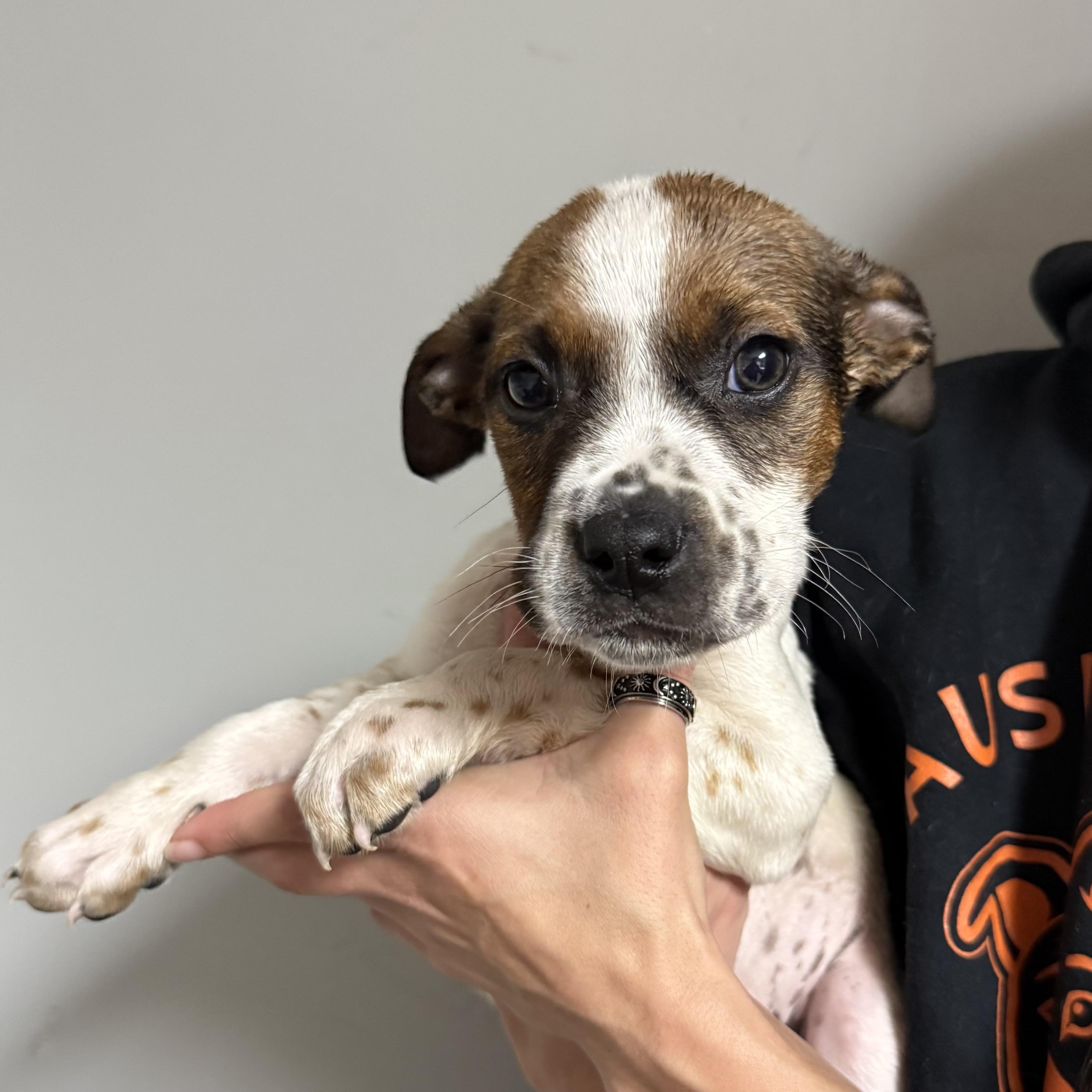 Espresso — thumbnail 5