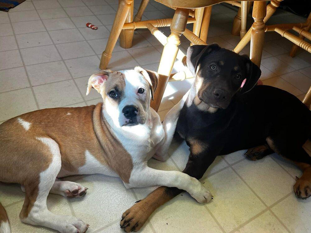 Daisy, Adoptable, Adult Female Pit Bull Terrier.