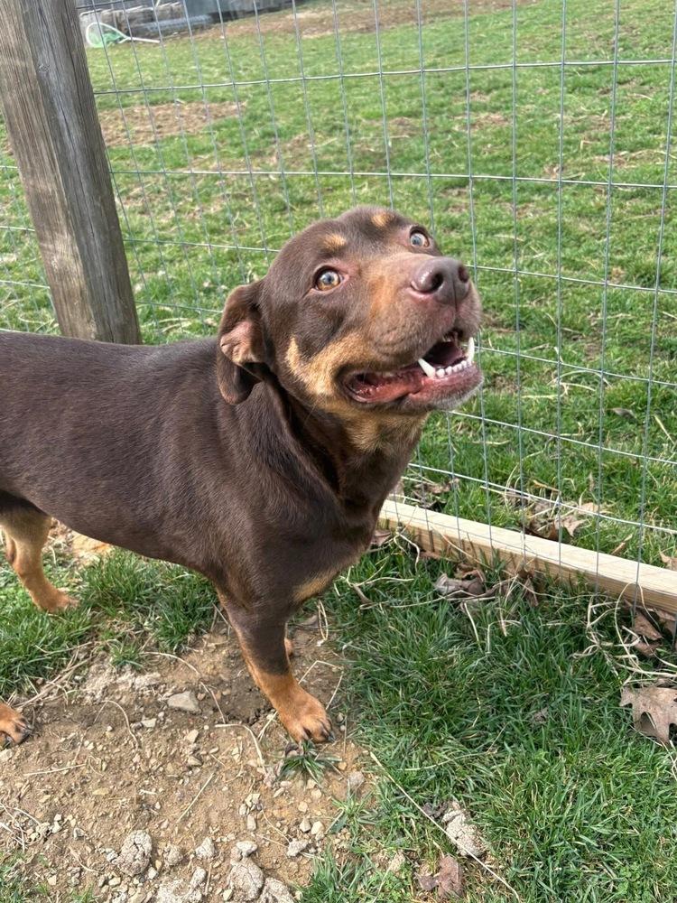 Enlarge Daisy, a Adoptable mixed breed in Irwin, PA image 3/6