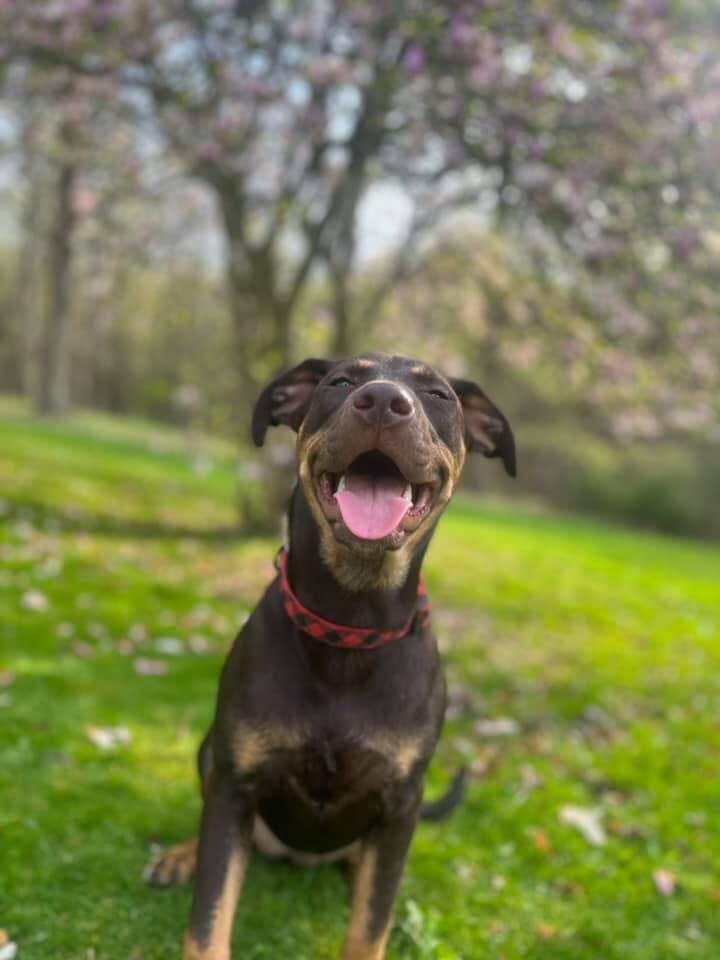 Daisy, Adoptable, Adult Female Pit Bull Terrier.