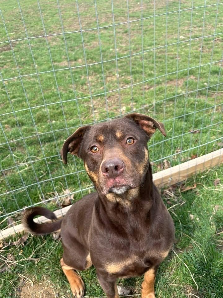 Enlarge Daisy, a Adoptable mixed breed in Irwin, PA image 5/6