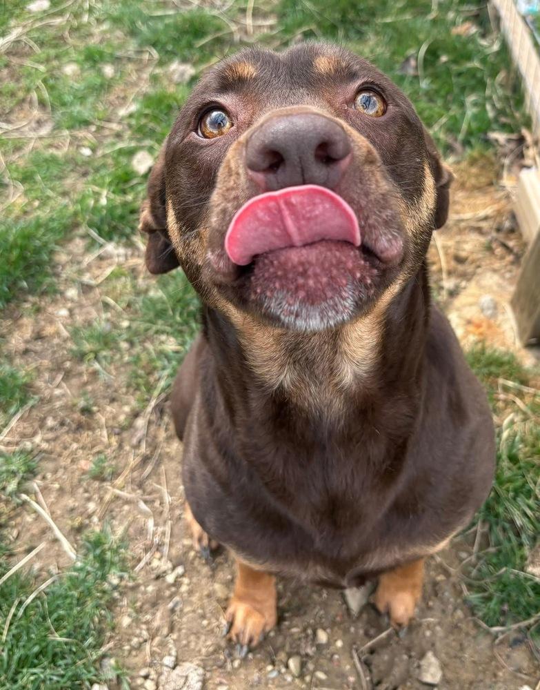 Enlarge Daisy, a Adoptable mixed breed in Irwin, PA image 5/6