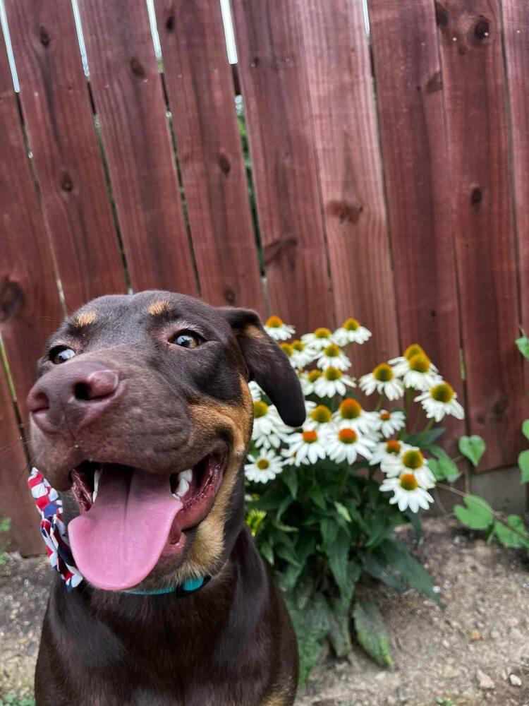 Daisy, a Adoptable mixed breed in Irwin, PA image 4/5