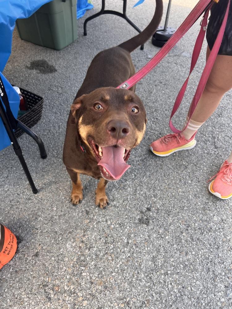 Enlarge Daisy, a Adoptable mixed breed in Irwin, PA image 6/6