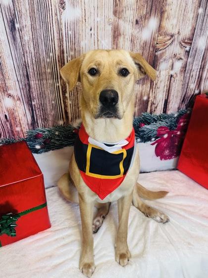 Enlarge Kiera, a Adoptable mixed breed in Cedar Hill, TX image 2/3