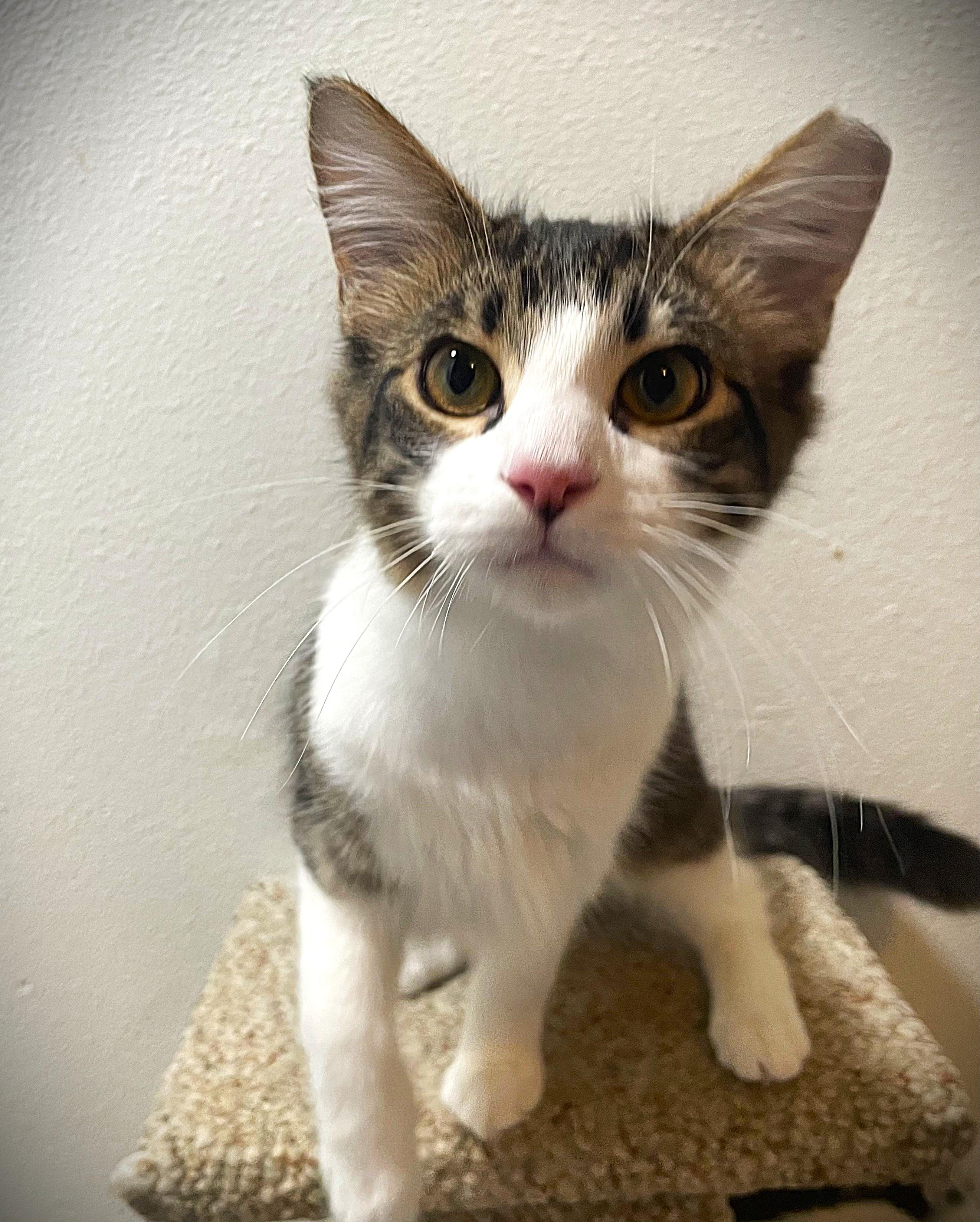 Enlarge Newton, a ADOPTABLE Domestic Medium Hair in Chico, CA image 3/6