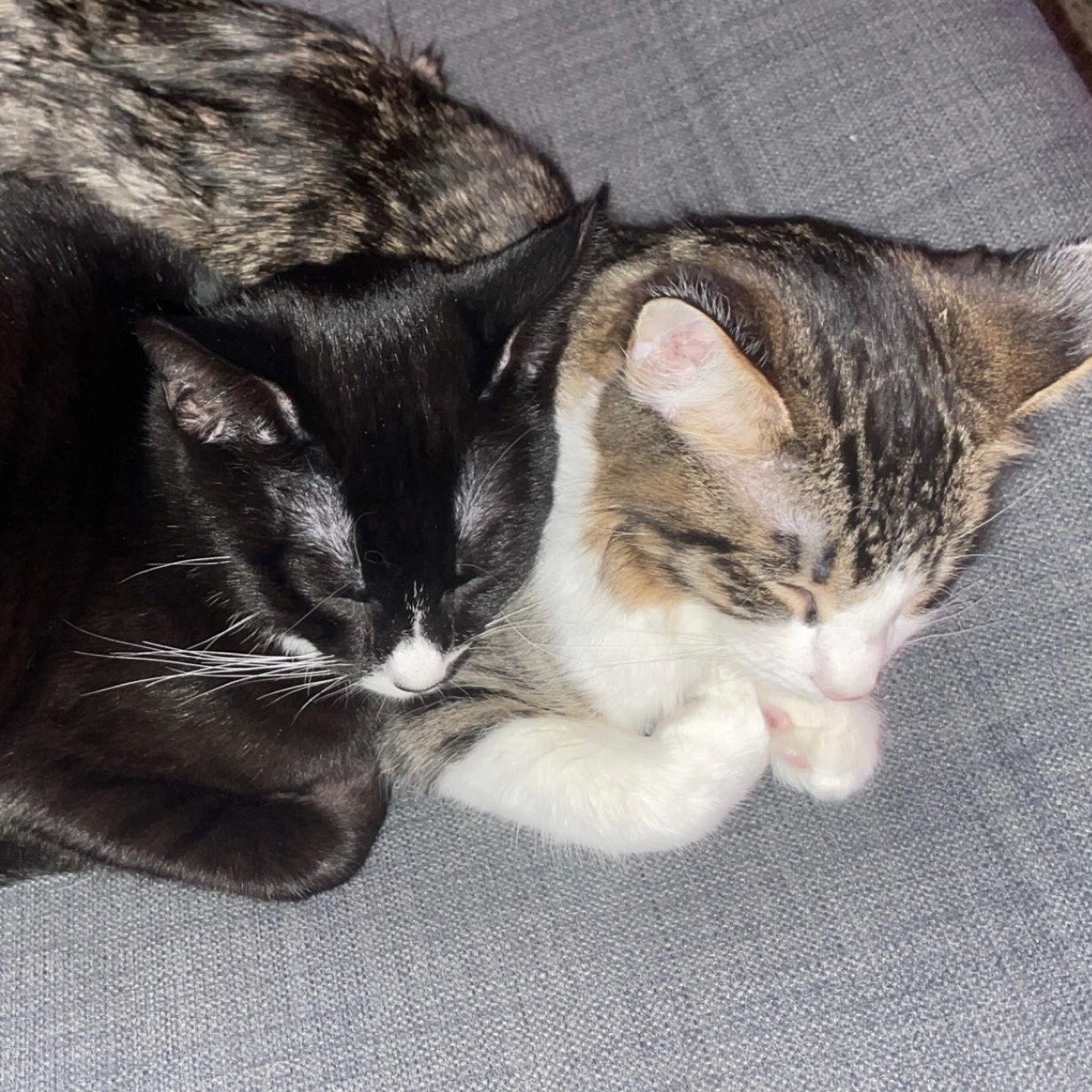 Enlarge Newton, a ADOPTABLE Domestic Medium Hair in Chico, CA image 4/6