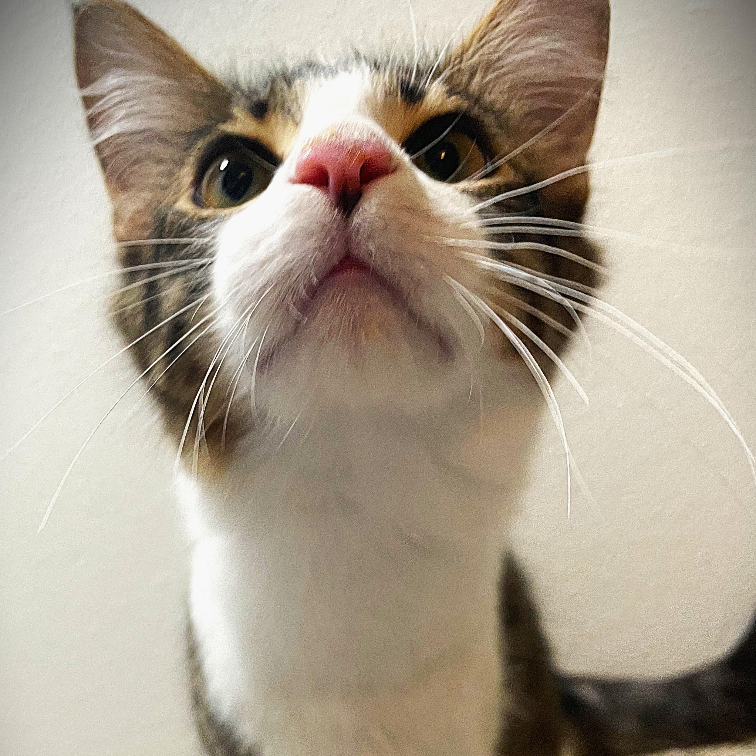 Enlarge Newton, a ADOPTABLE Domestic Medium Hair in Chico, CA image 1/6