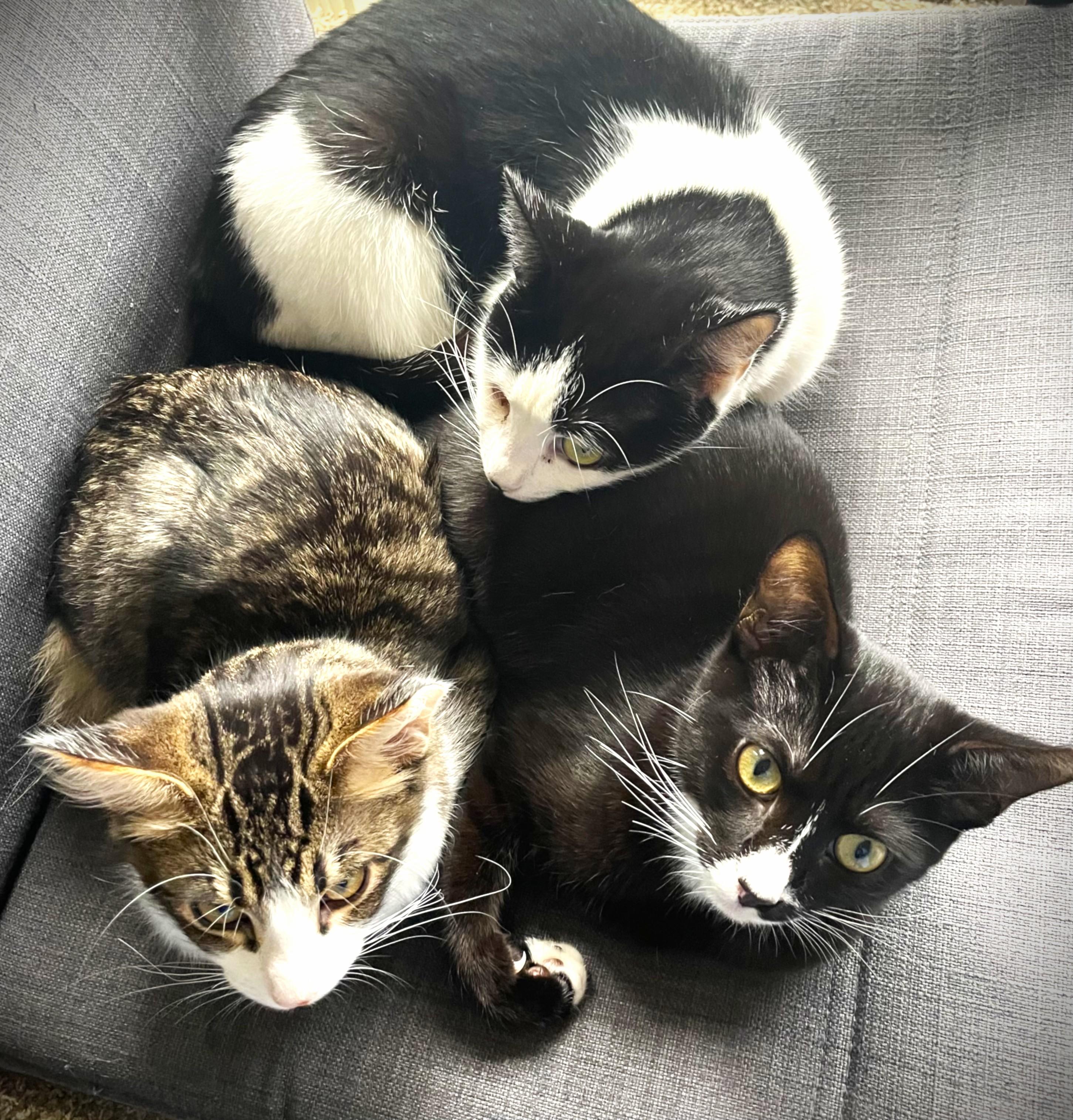 Enlarge Newton, a ADOPTABLE Domestic Medium Hair in Chico, CA image 5/6