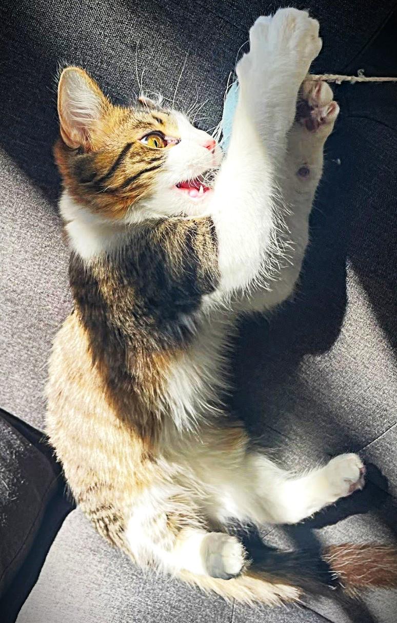 Newton, ADOPTABLE, Young Male Domestic Medium Hair.