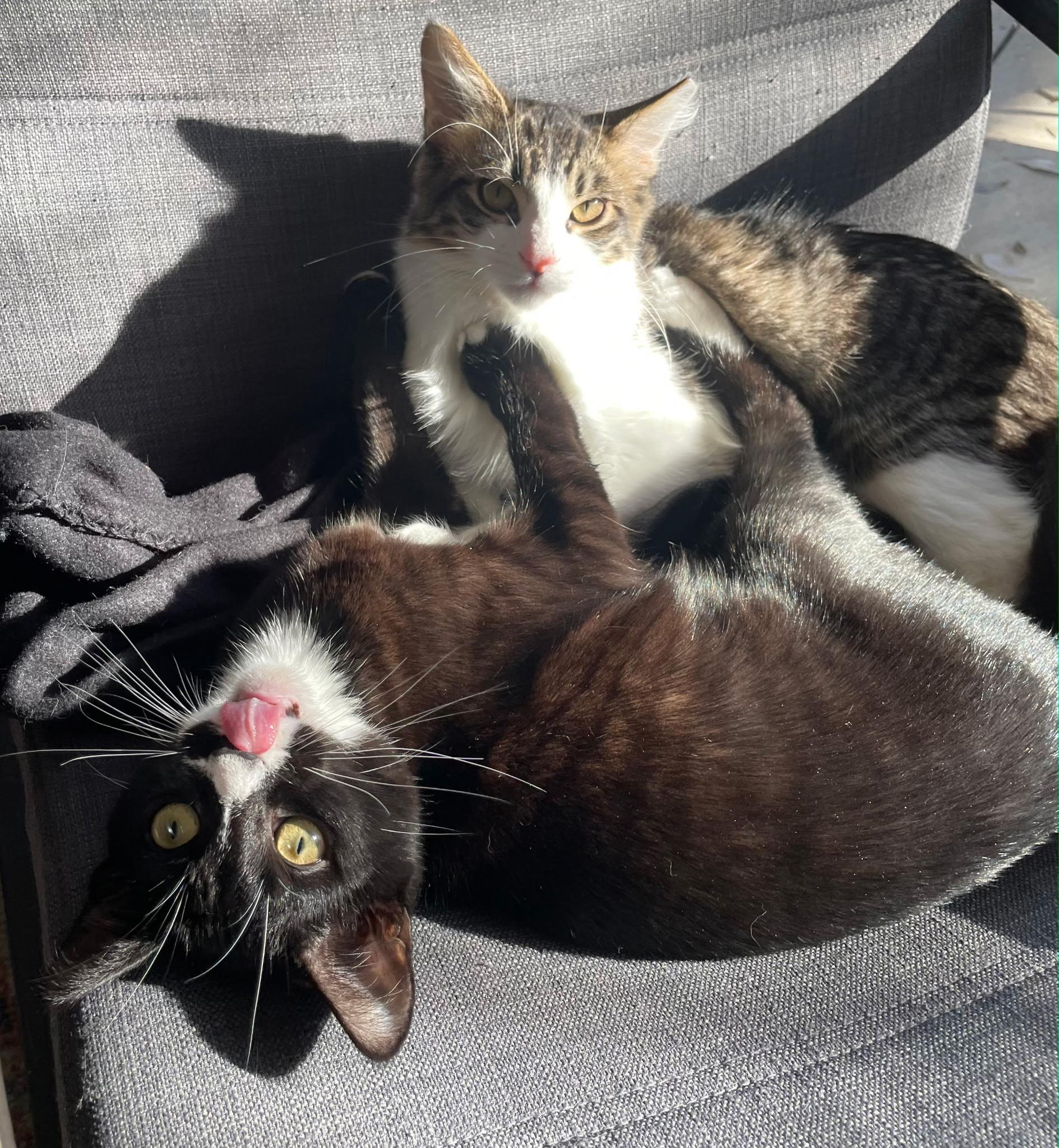 Newton, a ADOPTABLE Domestic Medium Hair in Chico, CA image 2/2