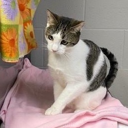 Enlarge Kipper, an adopted Domestic Short Hair in Allegan, MI image 2/3